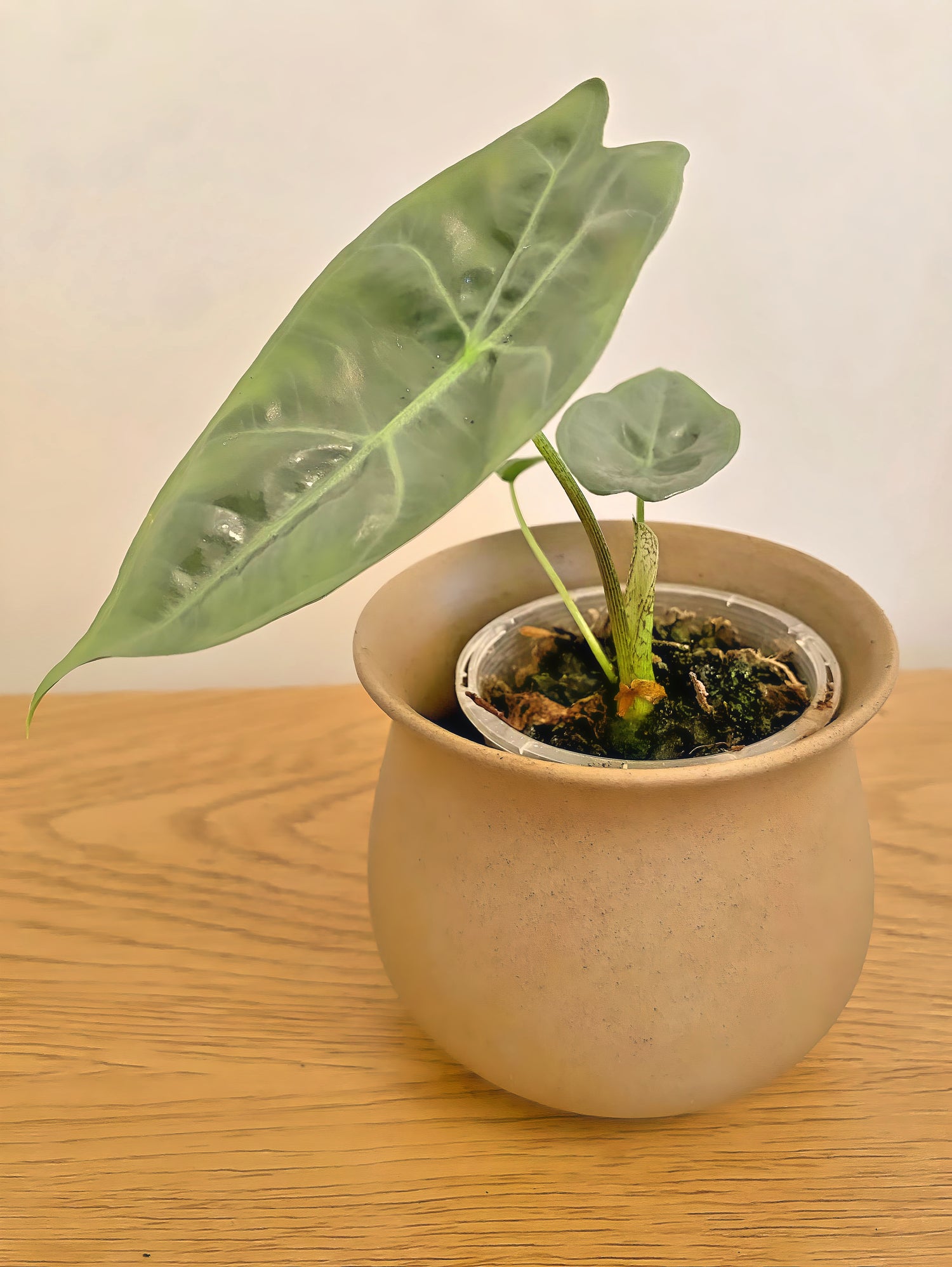 Alocasia Longiloba Red Back