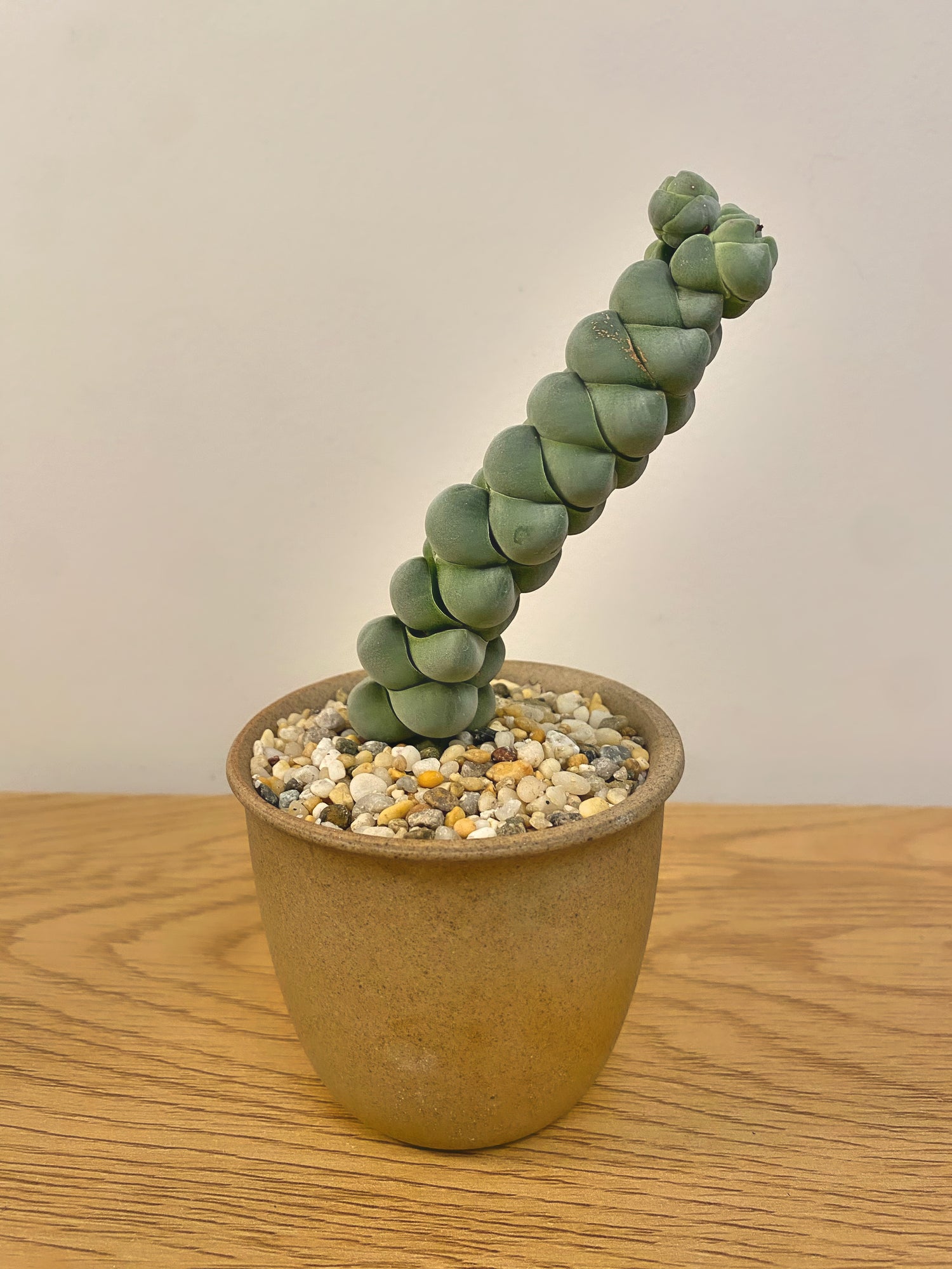 Crassula Arta