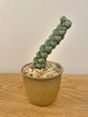 Crassula Arta