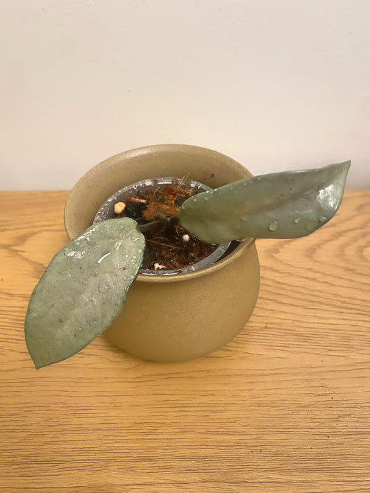 Hoya Carnosa Full Silver