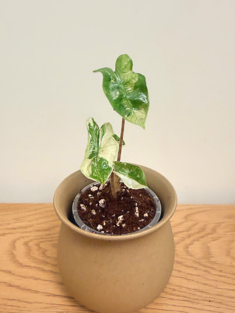 Alocasia Pseudo Sanderiana Pink
