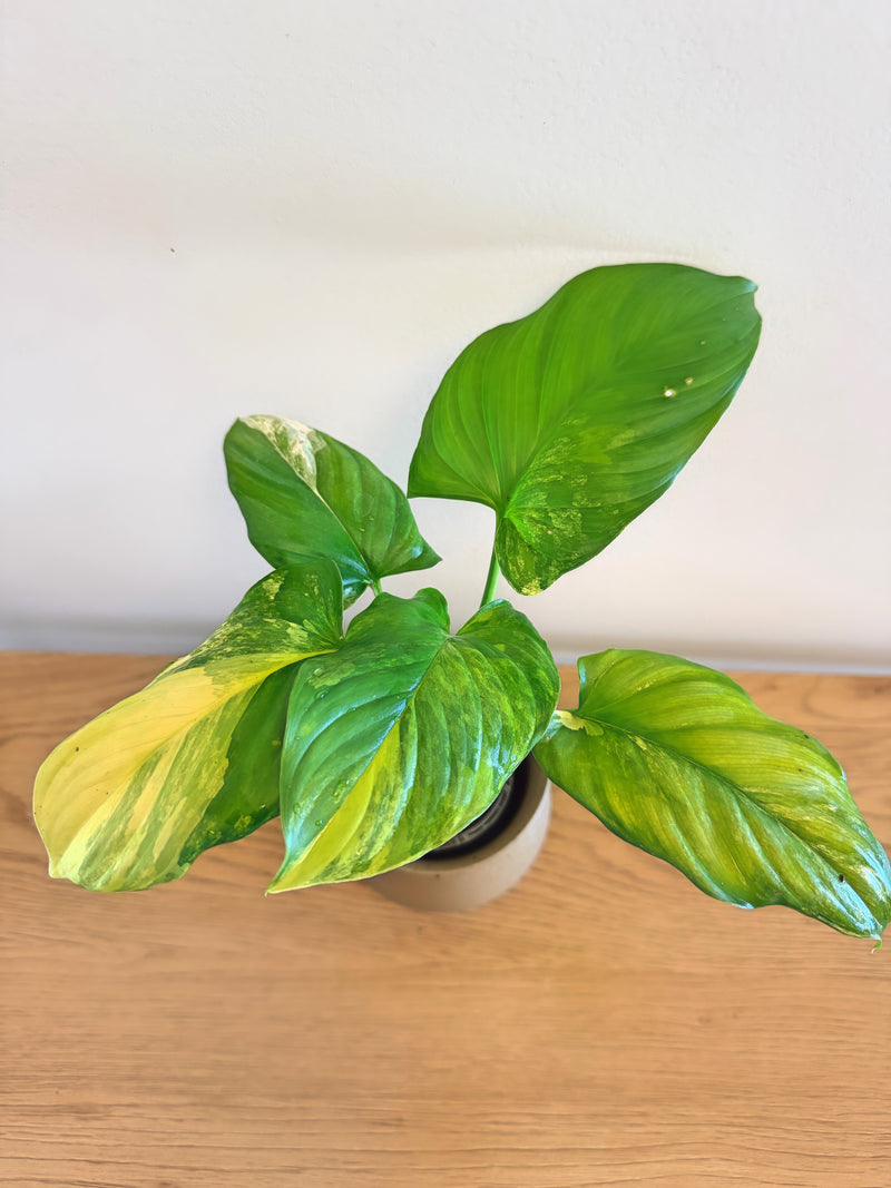 Homalomena Aurea (A)