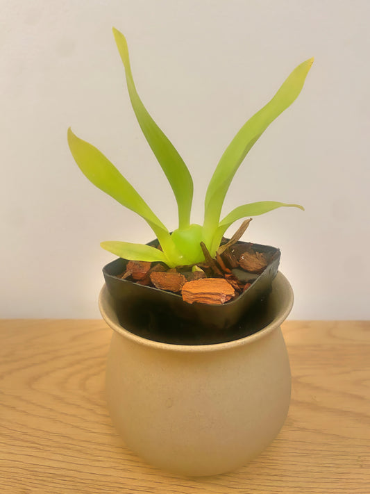 Oncidium Jairak Fragrance ‘Bordeux’