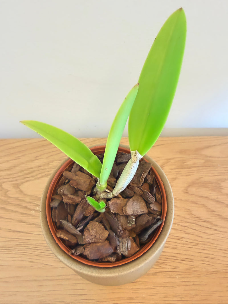 Brassocattleya Hawaii Star ‘Hsinying’