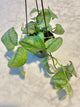 Scindapsus Silver Splash