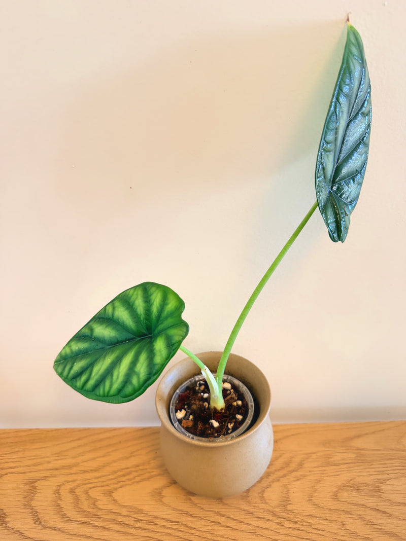 Alocasia Dragon Scale