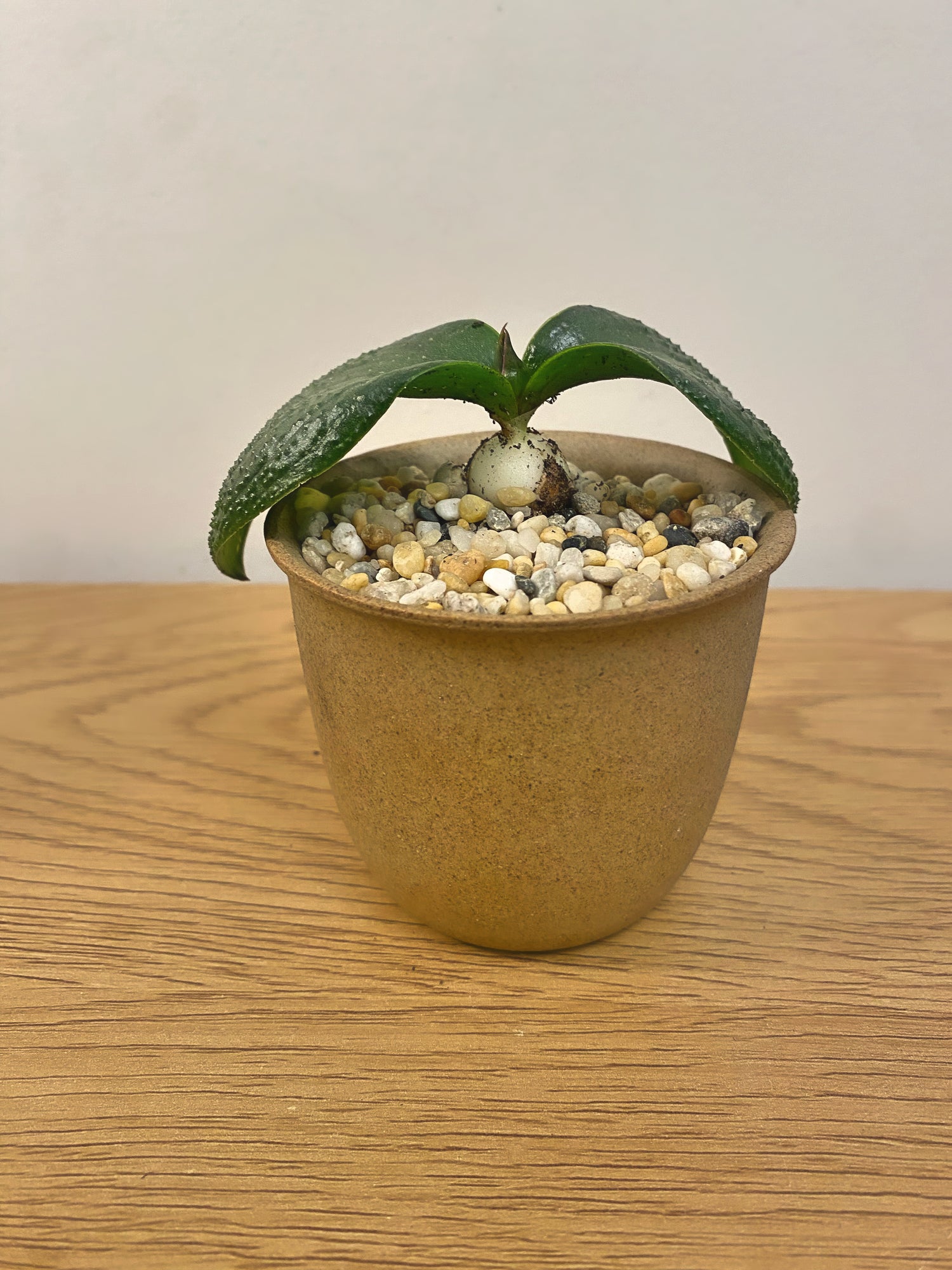 Massionia Pustulata