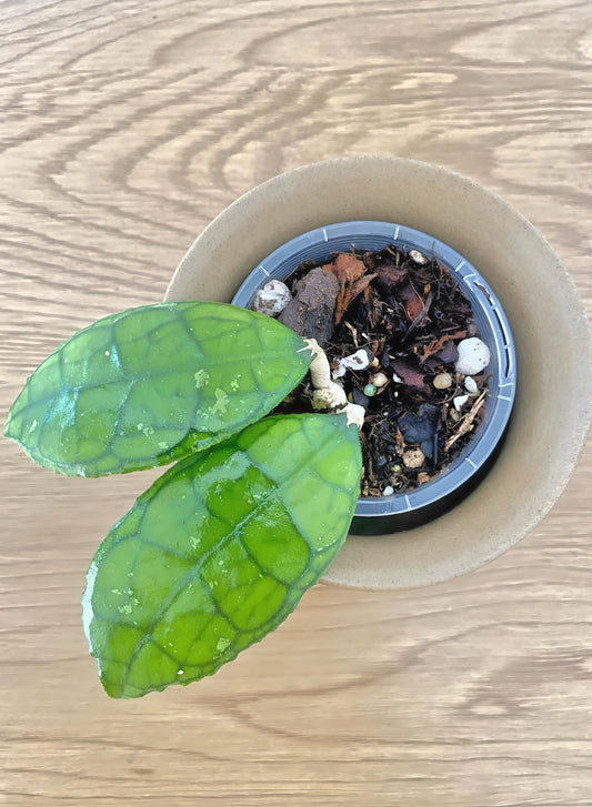 Hoya Finlaysonii Short Leaf