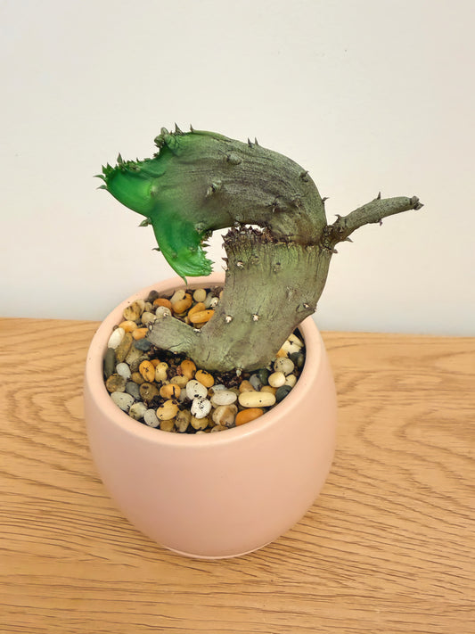 Ceropegia Stapeliiformis Crest (B)