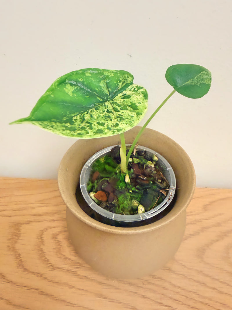 Alocasia Dragon Scale Mint