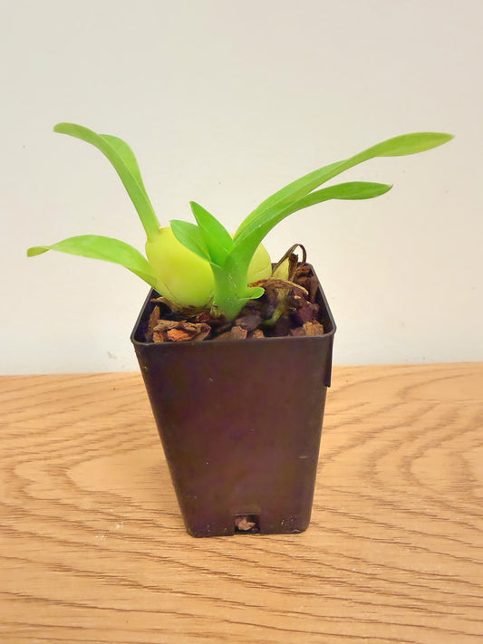 Oncidium Yuan Nan Fragrant #2
