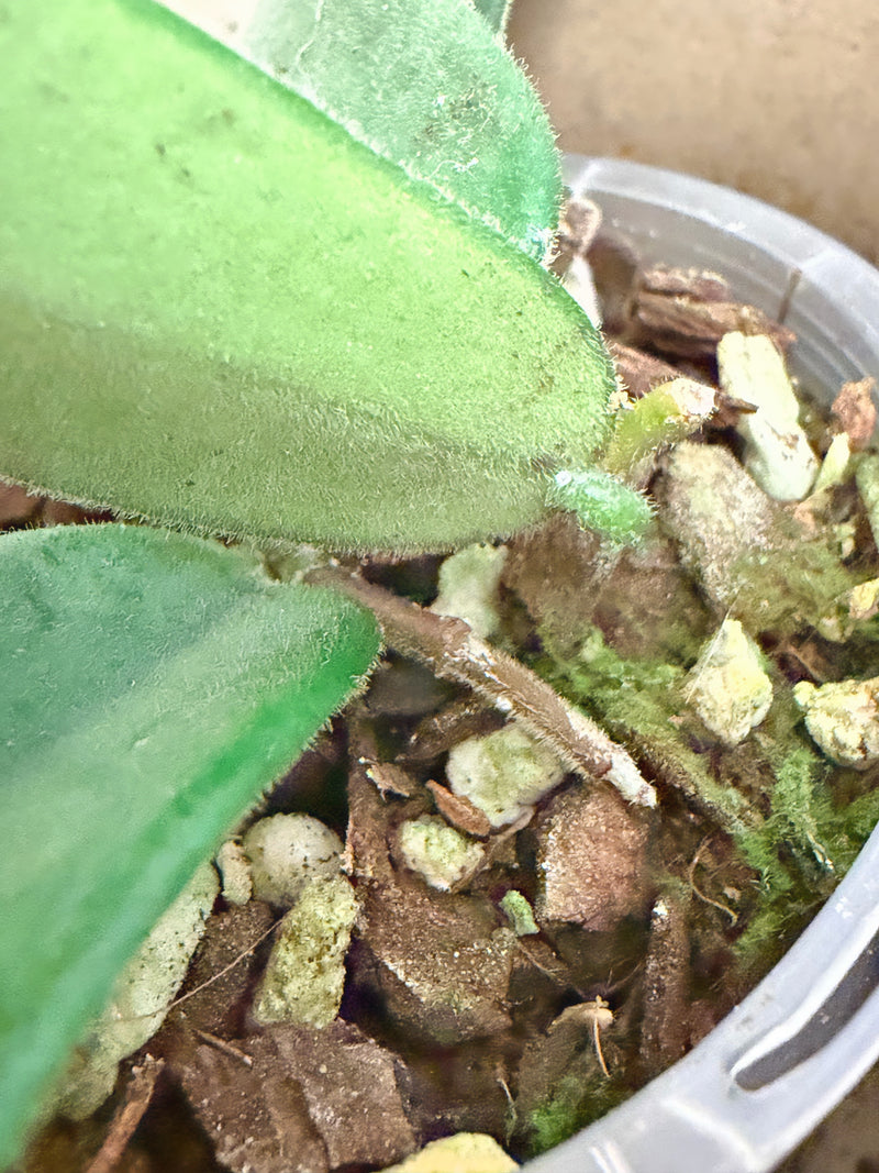 Hoya Lyi Big Leaf (A)