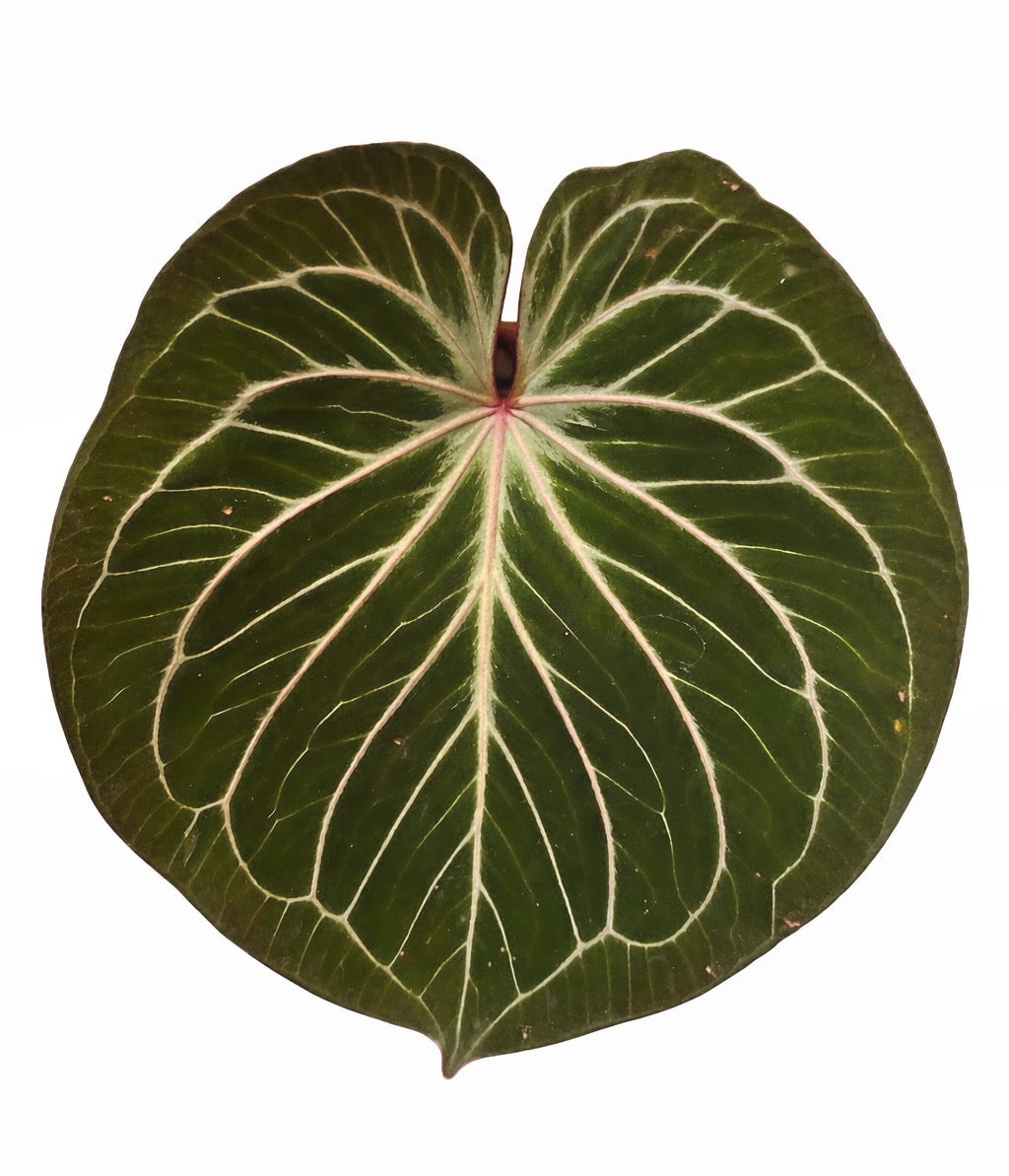 Anthurium King of Spades (KOS)