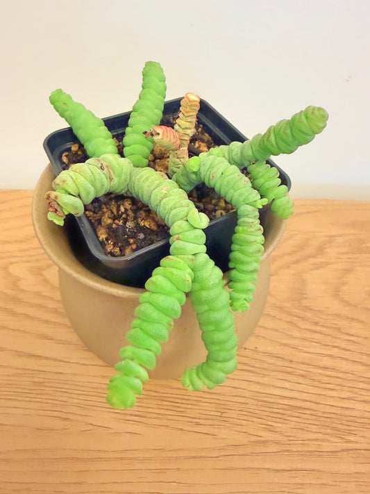 Crassula Rupestris Marnieriana