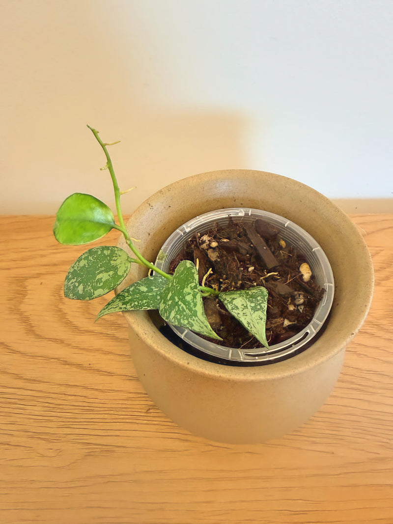 Hoya Lacunosa Louisa Splash