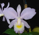 Cattleya Valentine (C.Loddigesii x C.Warneri)