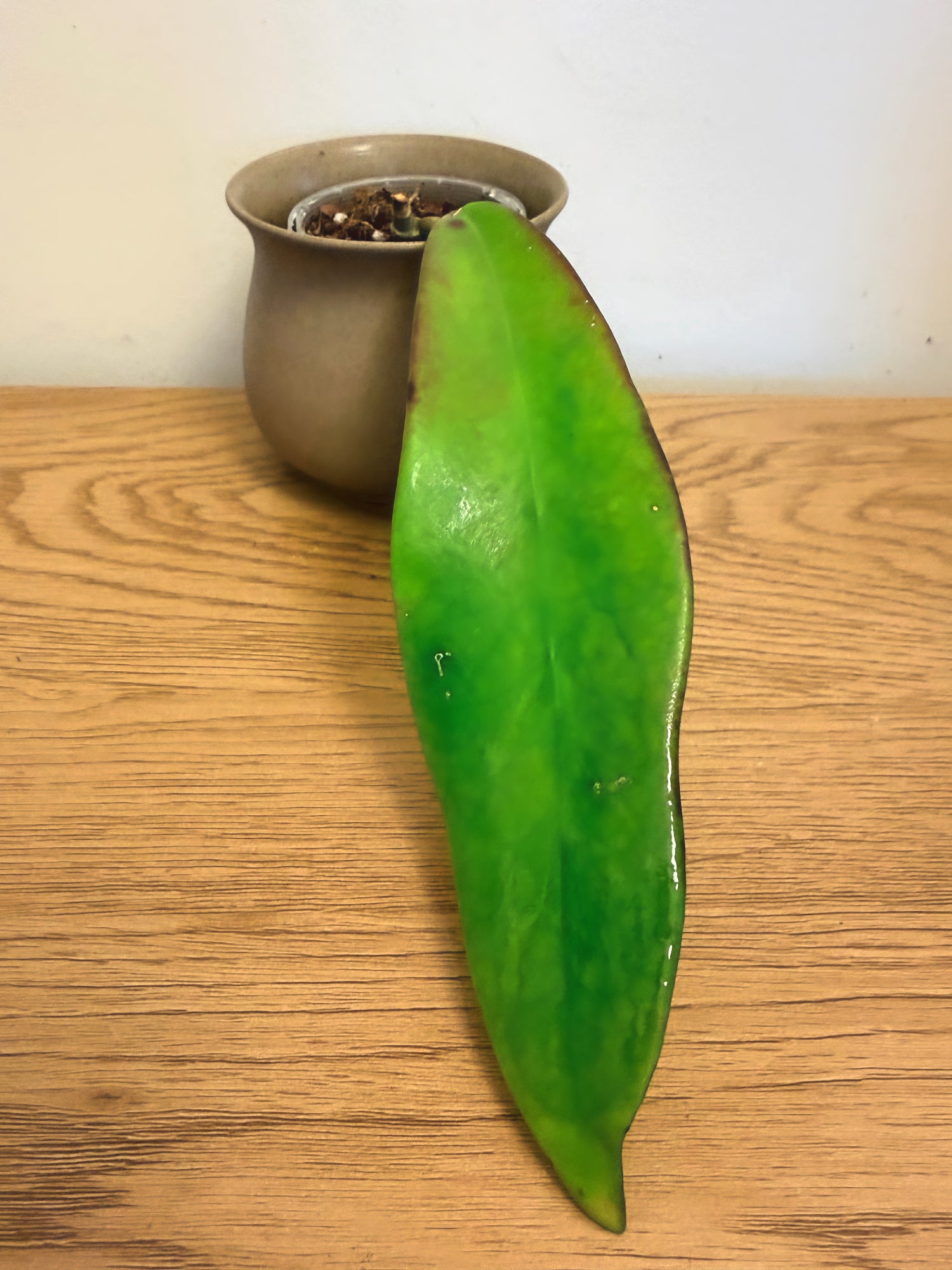 Hoya Meliflua