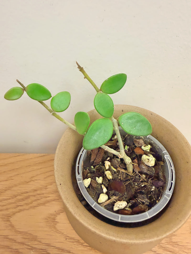 Hoya Nummularioides