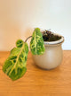 Philodendron Gloriosum Snow Leopard