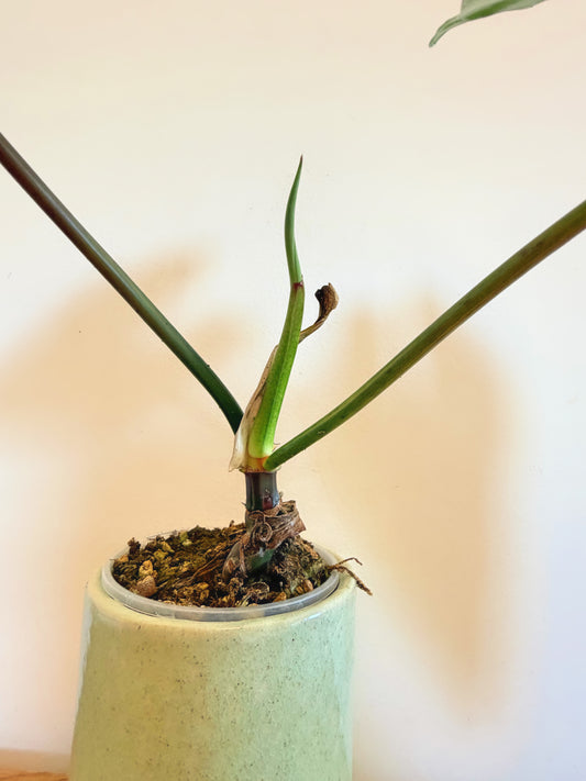 Philodendron Ilsemanii