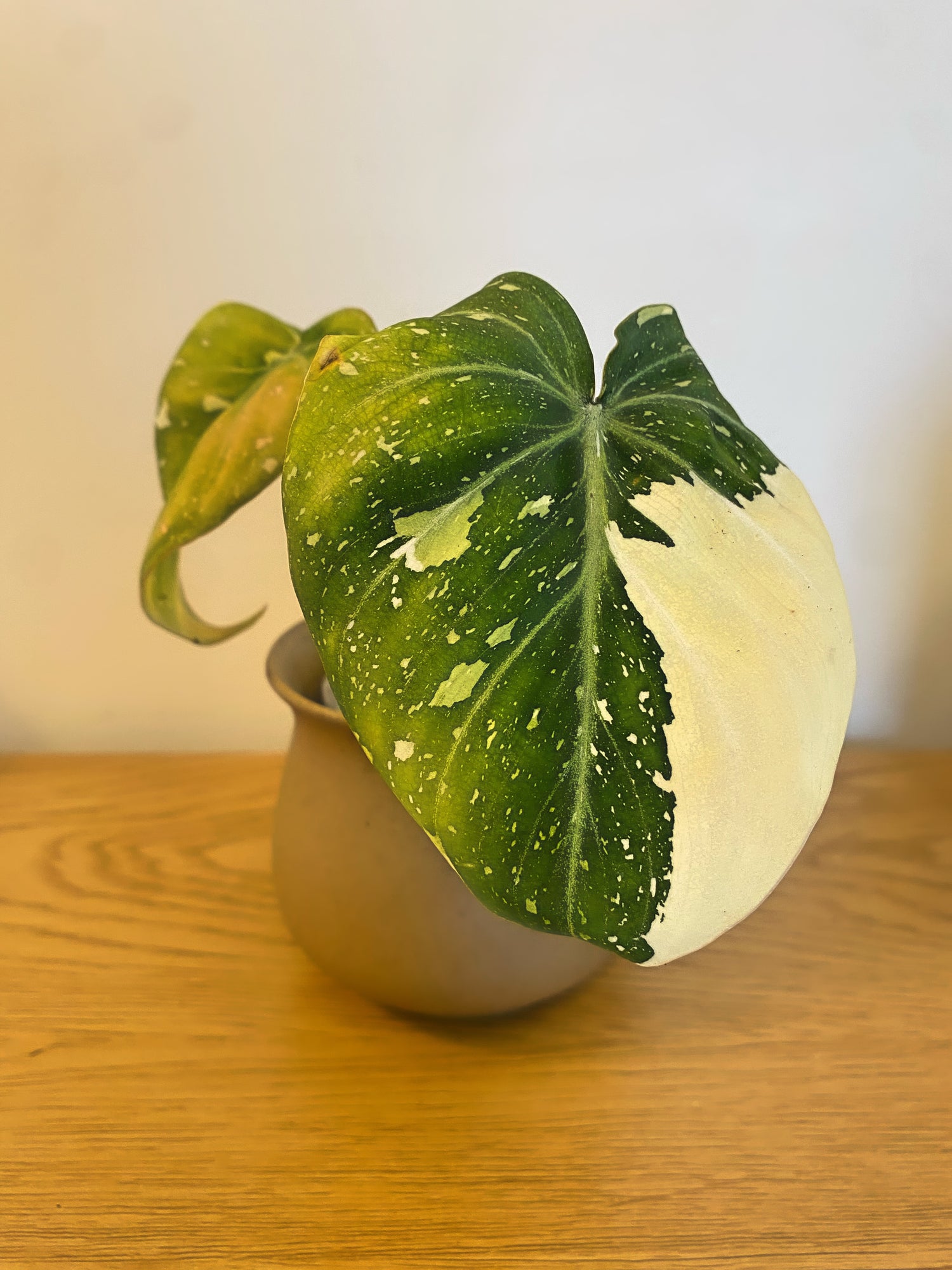 Philodendron Gloriosum Variegated (B)