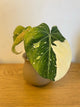 Philodendron Gloriosum Variegated (B)