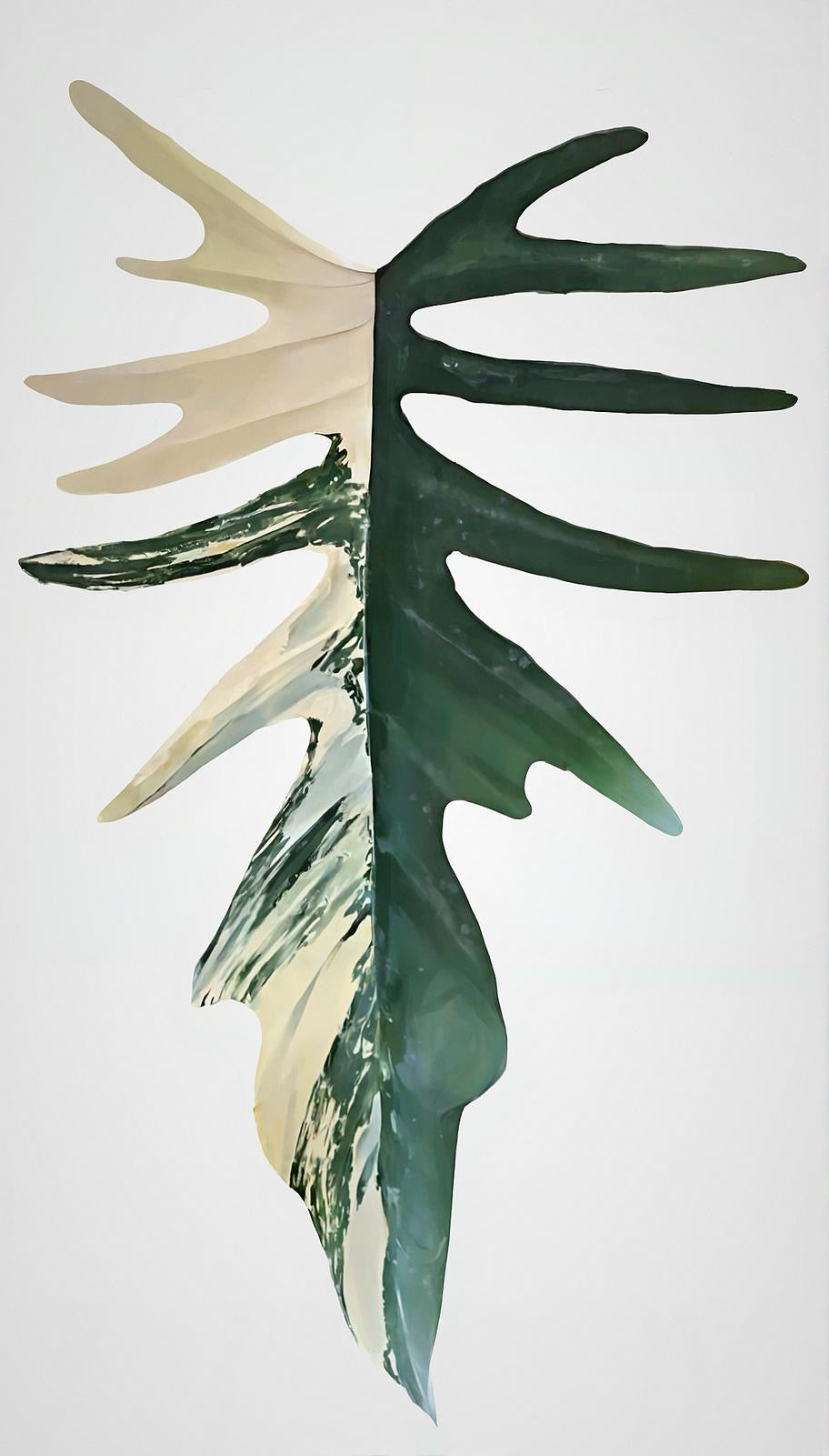 Philodendron Florida Beauty x Tortum