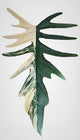 Philodendron Florida Beauty x Tortum