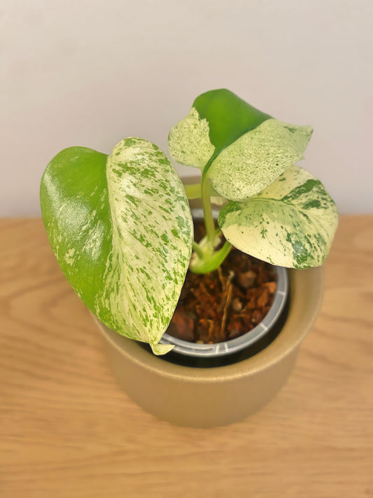 Monstera White Monster