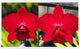 Pot. Higher Multiplier ‘SVO Amazing’ x Slc. Circle of Life ‘Mesmerize’ AM/AOS