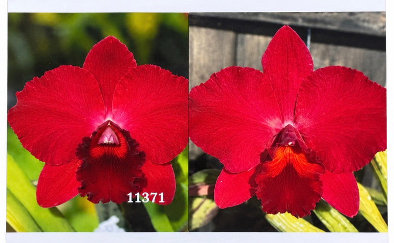 Pot. Higher Multiplier ‘SVO Amazing’ x Slc. Circle of Life ‘Mesmerize’ AM/AOS