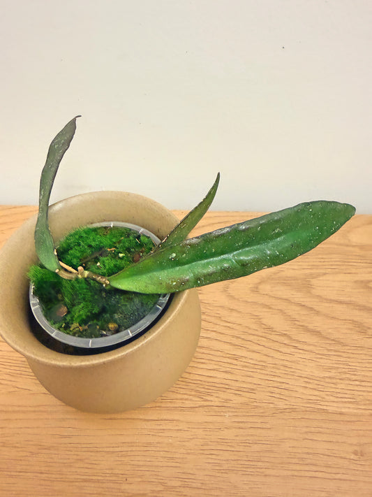 Hoya Scortechinii Pink