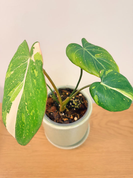Philodendron Gloriosum Variegated (A)