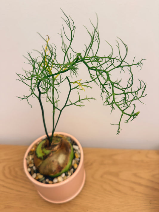 Trichodiadema Densum