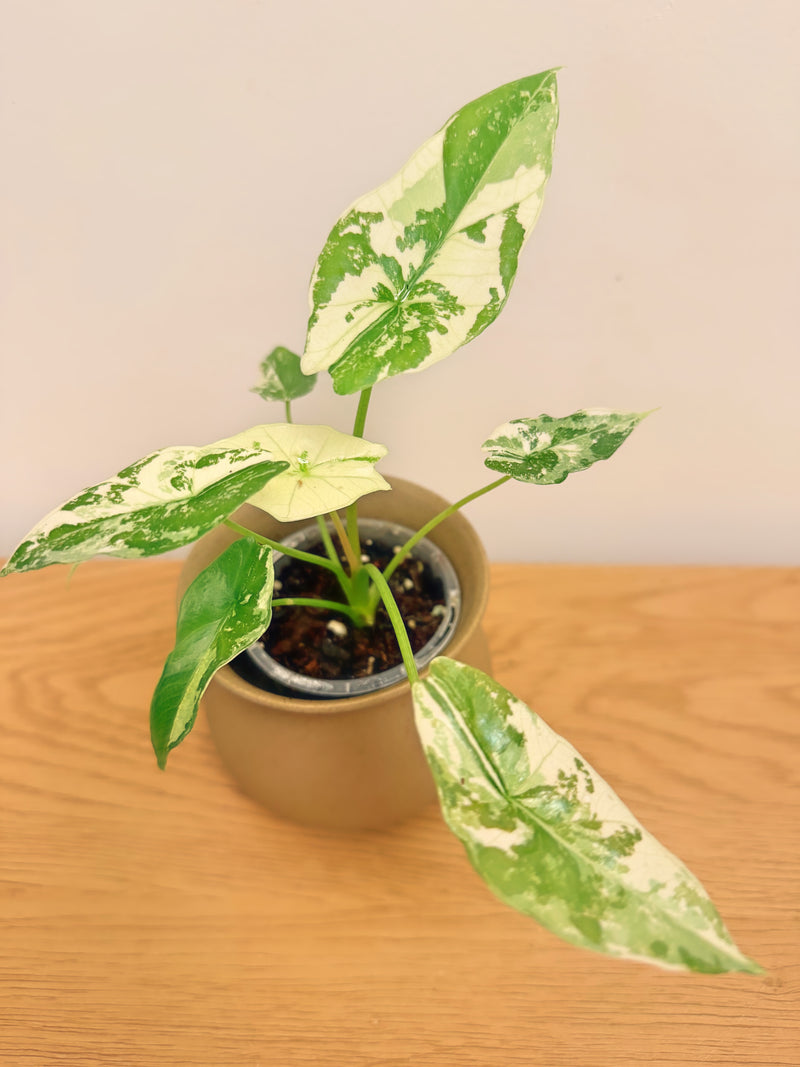Alocasia Simpo Variegated