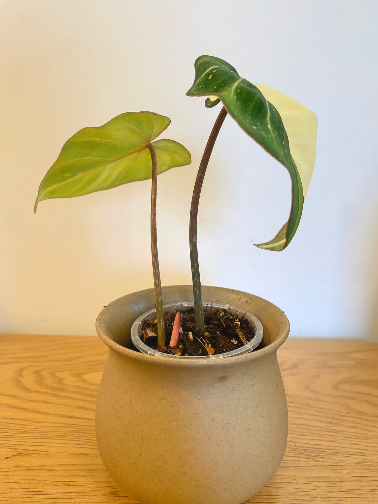 Philodendron Gloriosum Variegated (C)