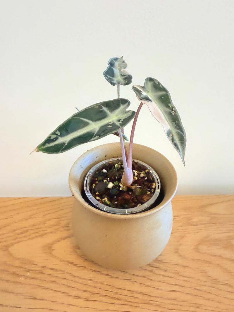 Alocasia Bambino Pink Variegated