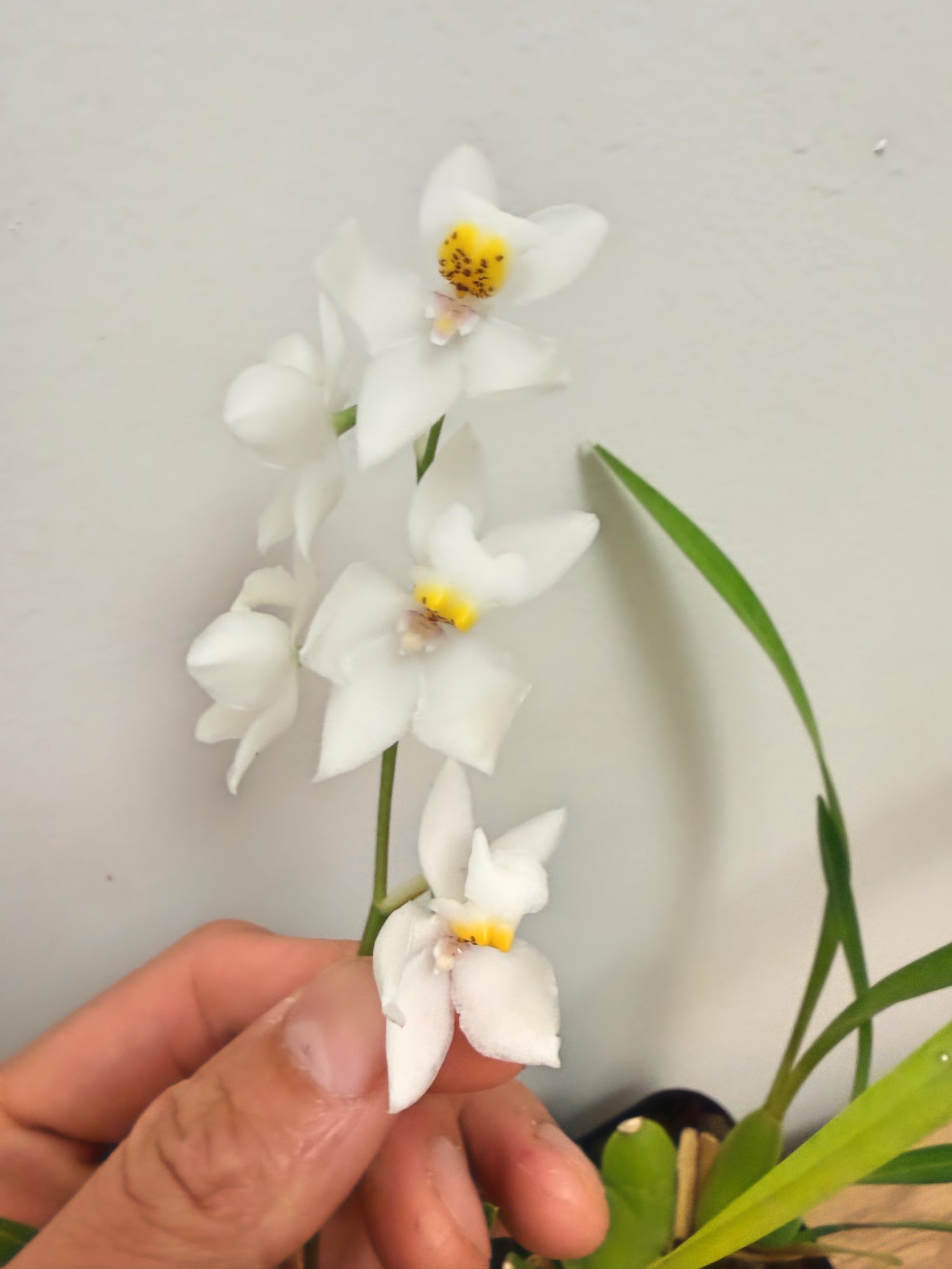 Cuitlauzina Pulchella