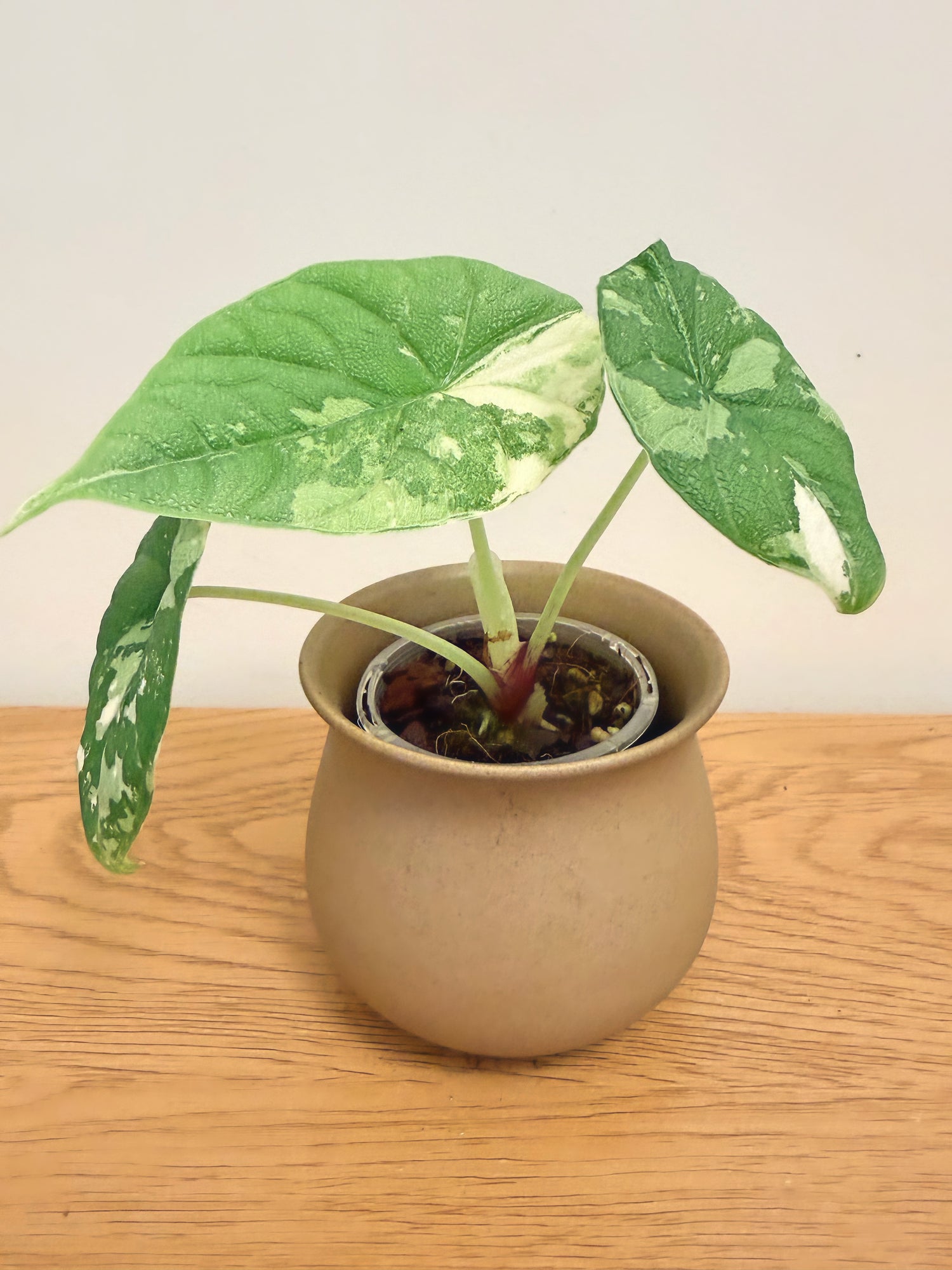Alocasia Melo Variegated