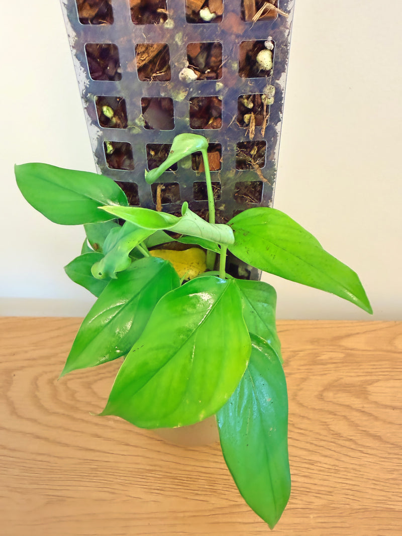 Monstera Acacoyaguensis