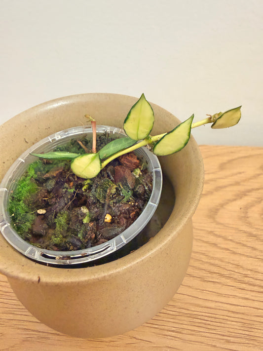 Hoya Lacunosa Variegated