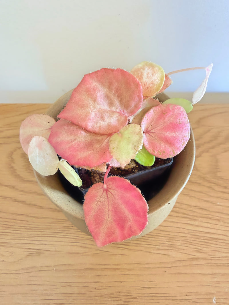 Begonia Pink Promise