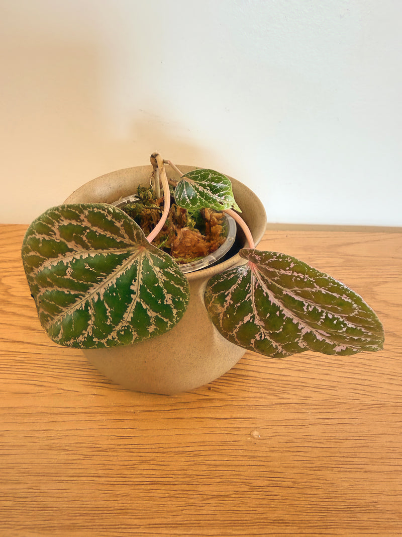 Piper Crocatum
