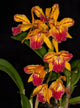 Cattleya Sergioara Hsinying Free Trick