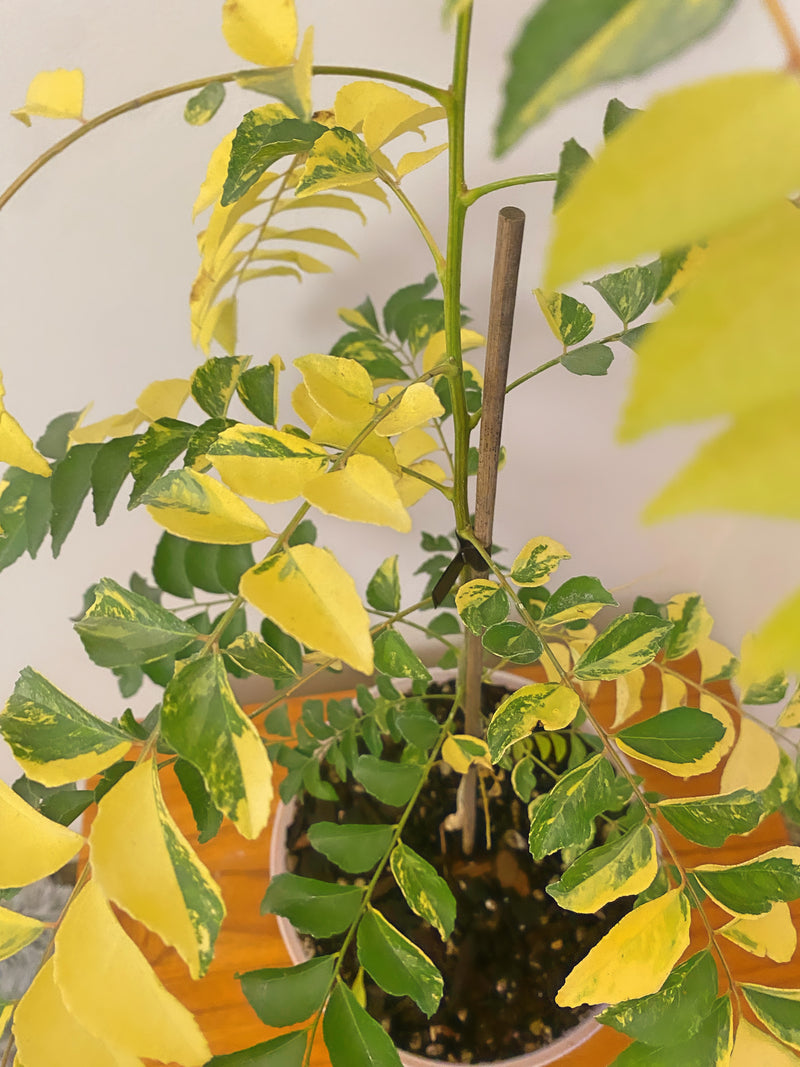 Variegated Curry Leaf Plant