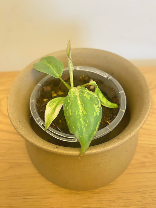 Philodendron Gloriosum ‘Snow Leopard’