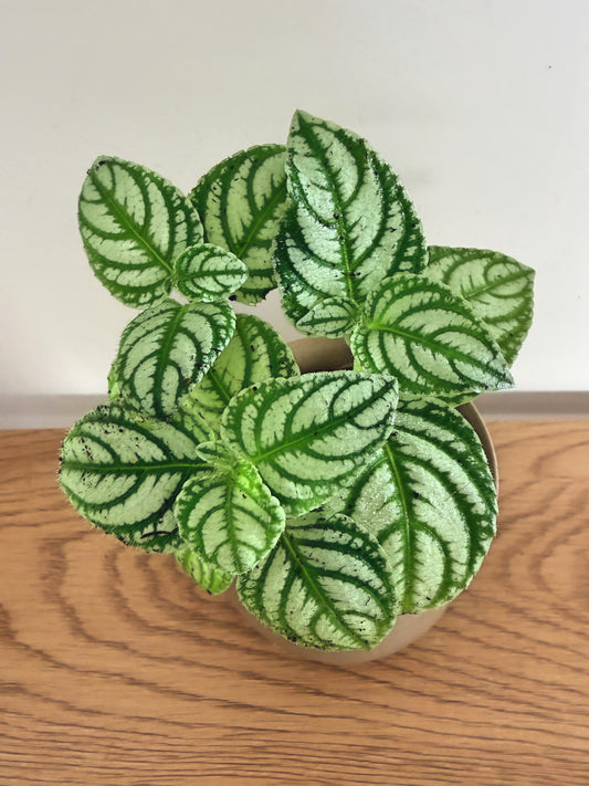 Impatiens Marianae