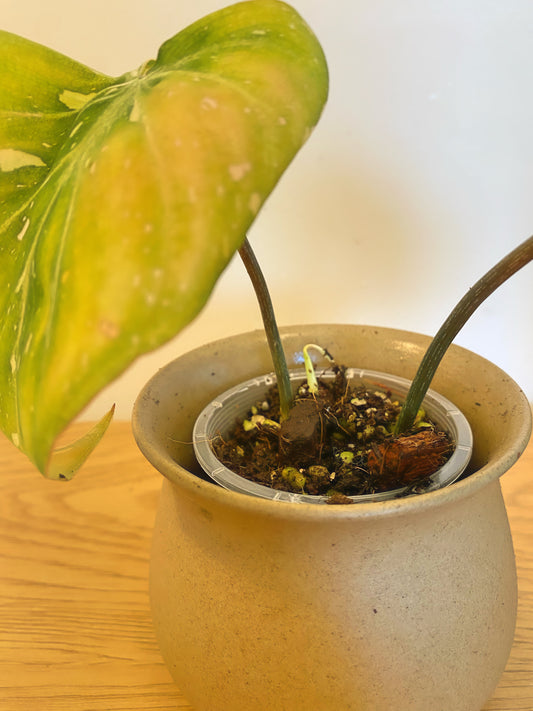 Philodendron Gloriosum Variegated (B)
