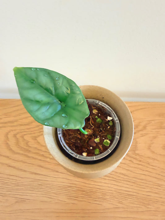 Alocasia Sinuata Quilted Dream
