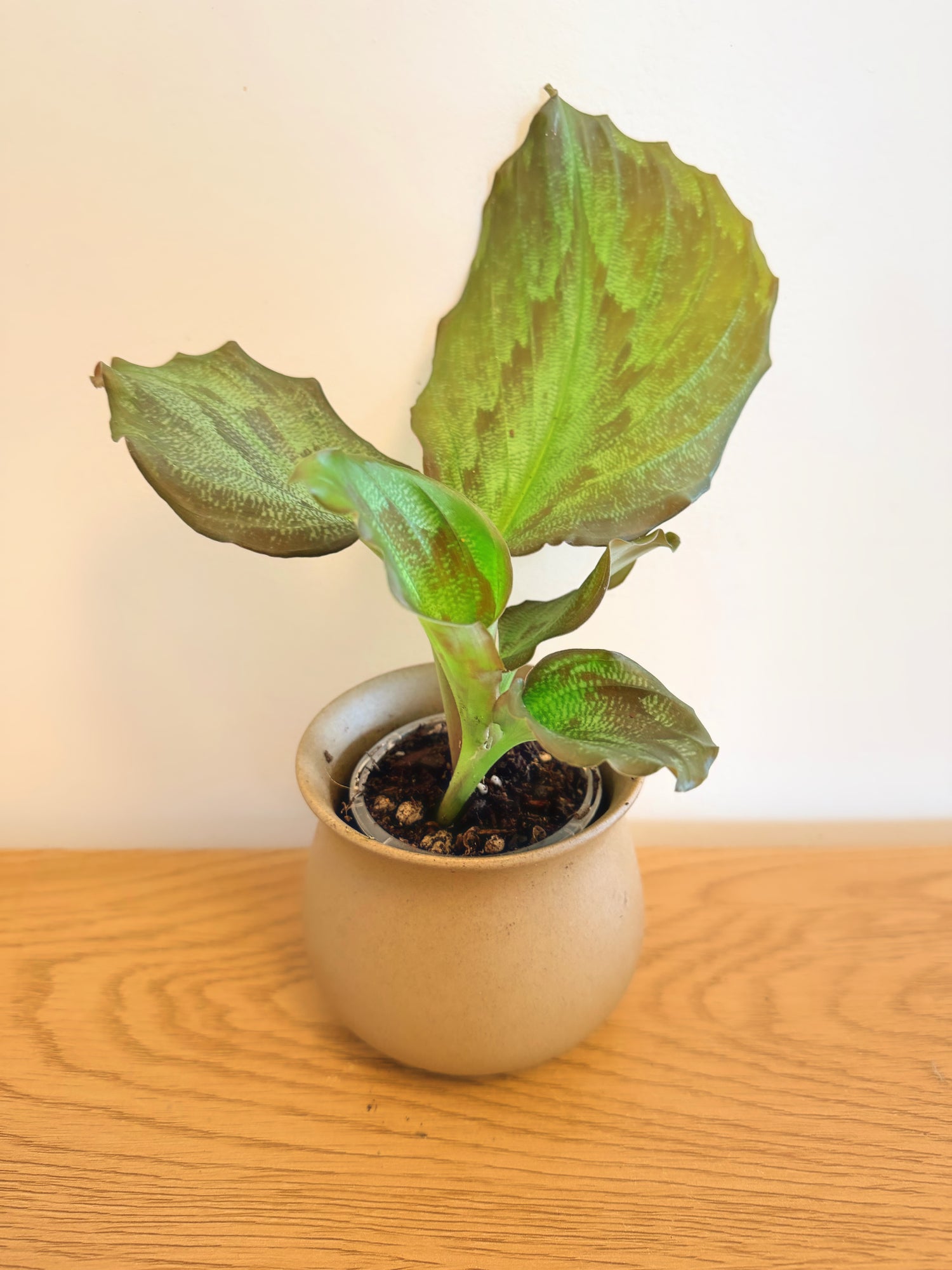 Kaemferia (Peacock Ginger)